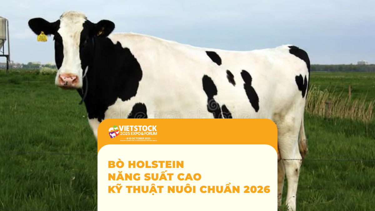 Bò Holstein Năng Suất Cao Kỹ Thuật Nuôi Chuẩn 2026